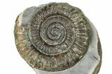 Jurassic Ammonite (Dactylioceras) Fossil - England #362470-1